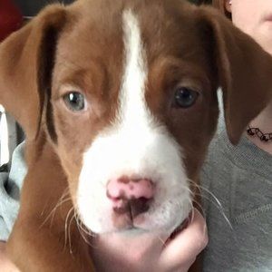 Meet your Posher, Roy